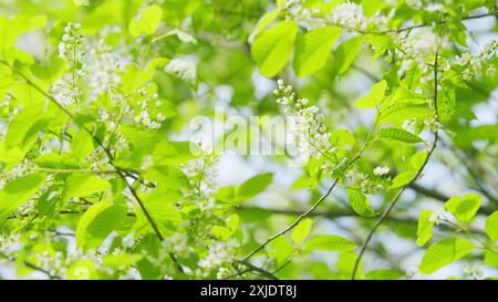 Al rallentatore. Ciliegio o prunus padus in fiore. Specie del sottogenere padus, che hanno fiori in racemi. Foto Stock