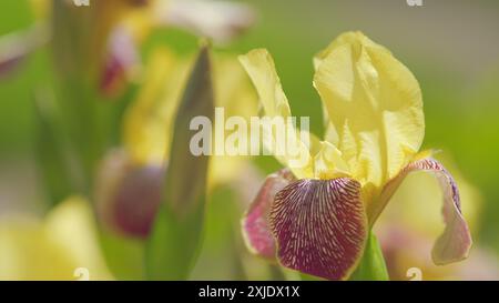 Al rallentatore. Iris con barba alta gialla. Iris variegata. Fiori primaverili o all'inizio dell'estate. Foto Stock