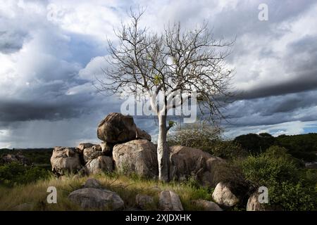 L'Helicopter Tree si trova spesso in aree di affioramenti di granito. Hanno una caratteristica corteccia bianca e sono uno dei primi alberi a spargere foglie. Foto Stock