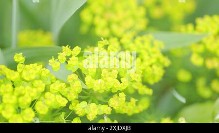 Primo piano. Euphorbia ciparissias il cipresso sprigiona fiori. Pianta Alyssum montanum con petali gialli nel prato. Foto Stock