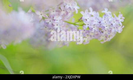 Al rallentatore. Le infiorescenze lilla viola sono da vicino. Bella apertura. Sfondo naturale primaverile. Foto Stock