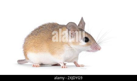 Carino topo spinoso del Cairo, di colore marrone chiaro, noto anche come Acombys cahirinus, che si trova su lati. Guardando dritto lateralmente mostrando il profilo. Isolato su un bac bianco Foto Stock