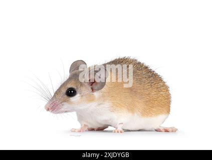 Carino topo spinoso del Cairo, di colore marrone chiaro, noto anche come Acombys cahirinus, che si trova su lati. Guardando dritto lateralmente mostrando il profilo. Isolato su un bac bianco Foto Stock