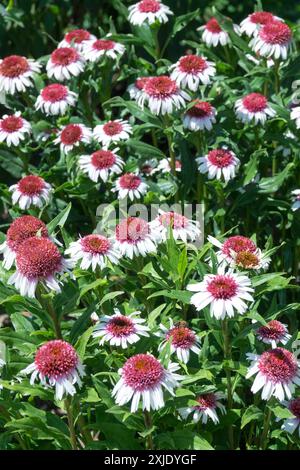 Echinacea "fragole e panna" Fiori tufted Foto Stock