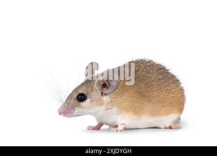 Carino topo spinoso del Cairo, di colore marrone chiaro, noto anche come Acombys cahirinus, che si trova su lati. Guardando dritto lateralmente mostrando il profilo. Isolato su un bac bianco Foto Stock