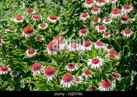 Teste di fiori "fragola e crema" Echinacea Foto Stock