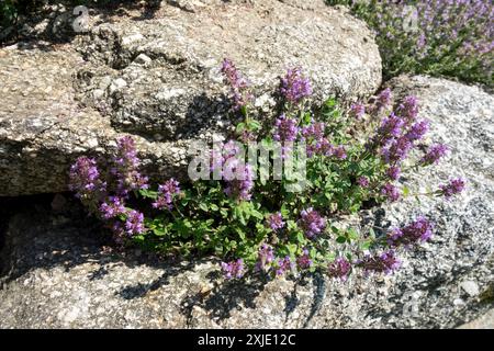 Motherwort cresce tra le pietre Foto Stock