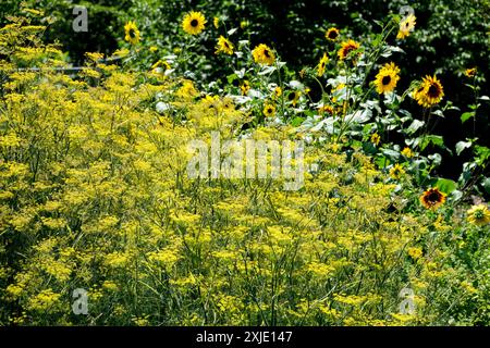 Finocchio comune, Foeniculum vulgare, Giardino giallo vegetale bordo Girasoli sfondo Foto Stock