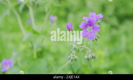 Al rallentatore. Gru selvatiche nel prato in estate giorno di sole. Cespuglio di geranio maculato in fiore, il fiore maculato, di legno o di geranio selvatico. Foto Stock