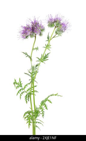 Fiori di Phacelia isolati su sfondo bianco. Fiori viola chiaro di Lacy phacelia o tansy blu. Foto Stock