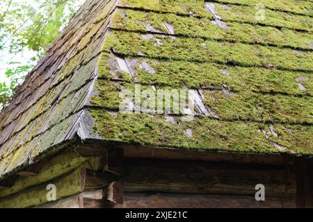 Tetto in legno con muschio sulla parte superiore. Vecchie piastrelle di legno ricoperte di muschio. Muschio verde e foglie morte essiccate sul tetto. Foto Stock