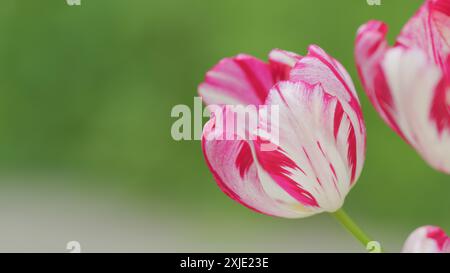 Primo piano. Corolla di tulipani variegata bianca e rosa su sfondo sfocato verde. Tulipano a righe rosa e bianco. Foto Stock