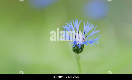 Al rallentatore. Viola blu perenne fiordaliso, varietà centaurea montana grandiflora. Foto Stock