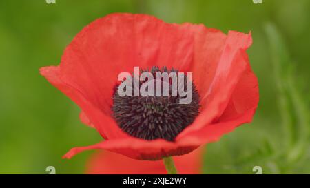 Primo piano. Enormi e insoliti petali di papavero d'arancia ondeggiano al vento in un giorno d'estate. Papaveraceae. Foto Stock