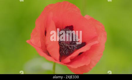 Primo piano. Enormi e insoliti petali di papavero d'arancia ondeggiano al vento in un giorno d'estate. Papaveraceae. Foto Stock