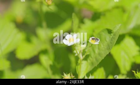 Primo piano. Ape miele che impollina un fiore. Fragola fresca ma verde con luce naturale. Fragole verdi, fresche e gustose. Foto Stock