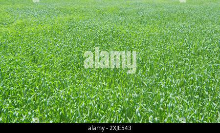 Colpo largo. Le orecchie di grano verde ondeggiano nel vento come le onde. Vento forte in un campo di grano. Foto Stock