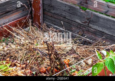 Cumulo di compost fatto in casa in cartone, nel cortile. Impianti secchi e rifiuti domestici Foto Stock