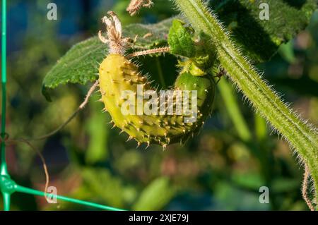 Un piccolo cetriolo che diventa giallo a causa della siccità e del calore estremo Foto Stock