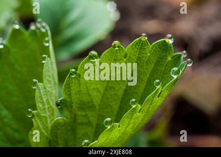 Una foglia di fragole con gocce di rugiada brillanti che sembrano perle, foto ravvicinata Foto Stock