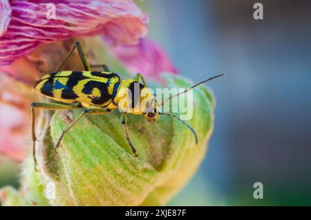 Lo scarabeo Chlorophorus varius è arroccato su un fiore con segni gialli e neri luminosi sul suo corpo Foto Stock