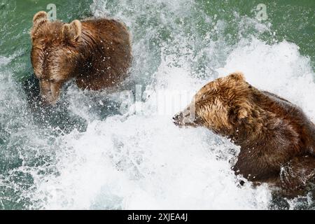 Roma, Italia. 18 luglio 2024. Onde di caldo, gli animali del Bioparco rinfrescano con del cibo ghiacciato, gli orsi &#x2014; Gioved&#xec; 18 luglio 2024 - Cronaca - (foto di Cecilia Fabiano/LaPresse) onde calde, animali del Bioparco rinfrescati con cibo ghiacciato, orsi Roma, Italia - giovedì 17 luglio 2024 - News - (foto di Cecilia Fabiano/LaPresse) crediti: LaPresse/Alamy Live News Foto Stock