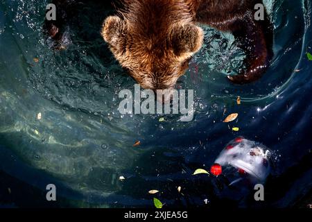 Roma, Italia. 18 luglio 2024. Onde di caldo, gli animali del Bioparco rinfrescano con del cibo ghiacciato, gli orsi &#x2014; Gioved&#xec; 18 luglio 2024 - Cronaca - (foto di Cecilia Fabiano/LaPresse) onde calde, animali del Bioparco rinfrescati con cibo ghiacciato, orsi Roma, Italia - giovedì 17 luglio 2024 - News - (foto di Cecilia Fabiano/LaPresse) crediti: LaPresse/Alamy Live News Foto Stock