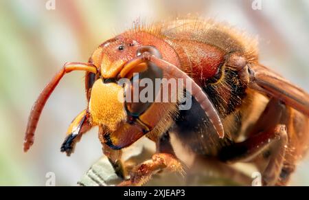 Primo piano terrore: Dettagli di un calabrone asiatico in Macro Photography. Foto macro di un calabrone. Foto Stock