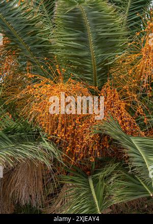 Palma con frutti d'arancia. Palma da dattero. Appuntamento delle Canarie. phoenix canariensis. Date pronte Foto Stock