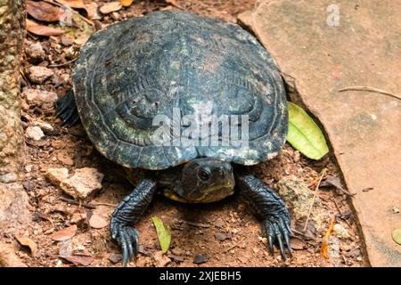 Un terrapino seghettato (Pelusios sinuatus) a Haller Park a Bamburi, Mombasa, Kenya Foto Stock