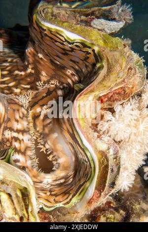 Egitto, Taba, anguilla morena geometrica (Siderea grisea, Gymnothorax griseus)vongole giganti piccole, vongole Maxima (Tridacna maxima) Foto Stock