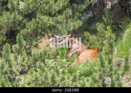 Massiccio cervo selvatico (Cervus elpahus) che riposa nel fitto bosco di pini in un pomeriggio estivo sulle Alpi italiane. Luglio, orizzontale. Foto Stock