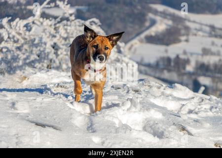 Un cane corre tra le montagne innevate Foto Stock