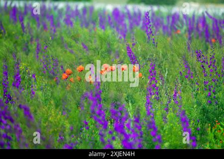 Campo selvatico blu. Steppa secondaria sulla penisola di Kerch, Crimea ricoperta di forca larkspur (Delphinium consolida) Foto Stock