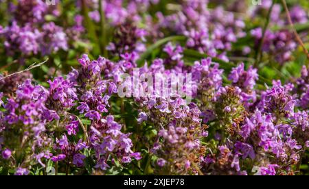 Fioritura fragrante Thymus serpyllum, timo selvatico Breckland, timo strisciante, o timo elfino primo piano, foto macro. Bella cibo e pianta medicinale i Foto Stock