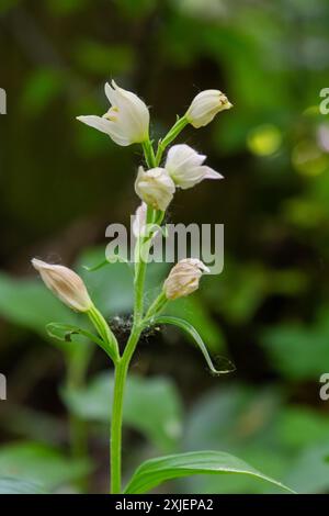 La Cephalanthera longifolia, l'elleborina a foglia stretta, l'elleborina a foglia di spada o l'elleborina a foglia lunga, è una pianta erbacea perenne rizomatosa Foto Stock