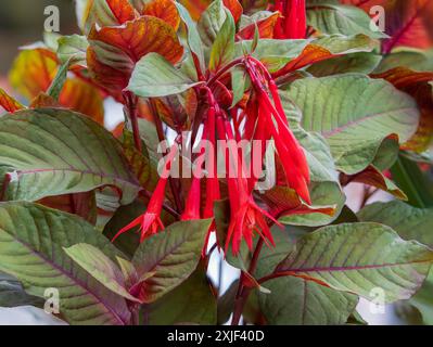 Fiori tubulari di mandorla rossa dell'arbusto tenero triphylla fucsia, Fuchsia "Thalia" Foto Stock