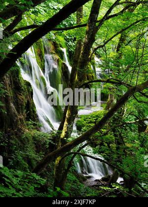 Cascata vista attraverso gli alberi nel bosco del Parco Nazionale dei Laghi di Plitvice in Croazia Foto Stock