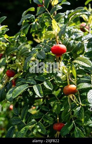 Rosa Rugosa, Rosa rugosa bianca, rosa Ramanas, Rosaceae. Rosehips rosse a metà estate. Foto Stock