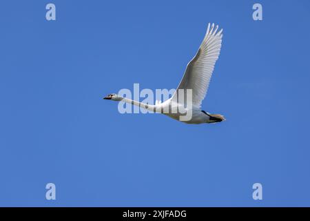 Un cigno muto (Cygnus olor) vola contro un cielo blu Foto Stock