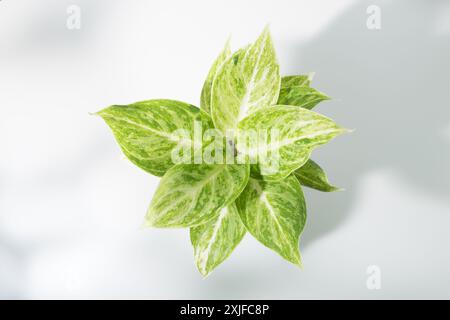 Cinese Evergreen o Aglaonema sp Rapngoenrapthong mostra un sorprendente motivo di bianco e verde chiaro attraverso le sue ampie foglie appuntite, emanando fr Foto Stock