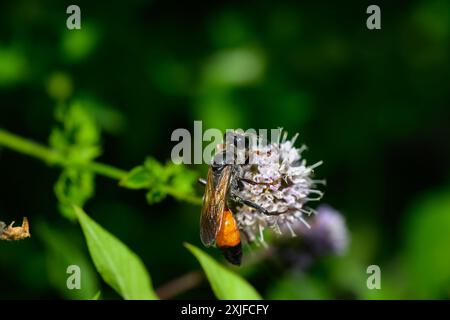 Grande vespa da scavo per sabbia dorata, macro shot Sphex ichneumoneus Foto Stock