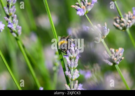 bumblebee dalla coda bianca che raccoglie polline, Bombus lucorum Foto Stock