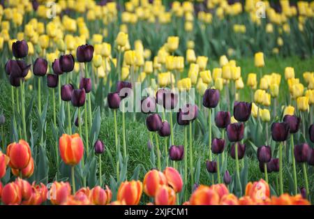 Campo di tulipani. Tulipani gialli, viola e rossi che fioriscono su una collina. giardino fiorito in un parco con fiori colorati. Foto Stock