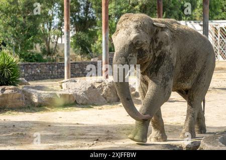 Elefante nel Parco naturale di Smirne in una giornata di sole Foto Stock