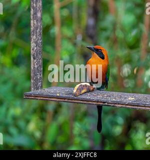 motmot (Electron platyrhynchum), foresta nuvolosa di Mindo, Ecuador. Foto Stock