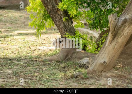 Leonessa sdraiata all'ombra di un albero in una giornata di sole Foto Stock