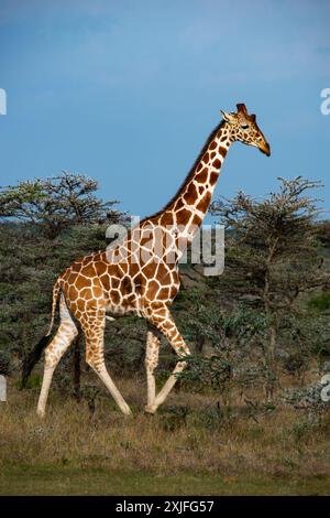 Giraffe keniane Kenya Est, frica Foto Stock