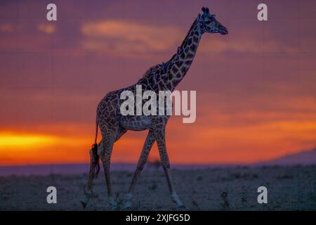 Giraffe keniane Kenya Est, frica Foto Stock