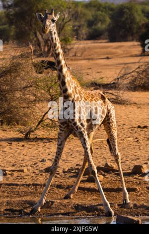 Giraffe keniane Kenya Est, frica Foto Stock